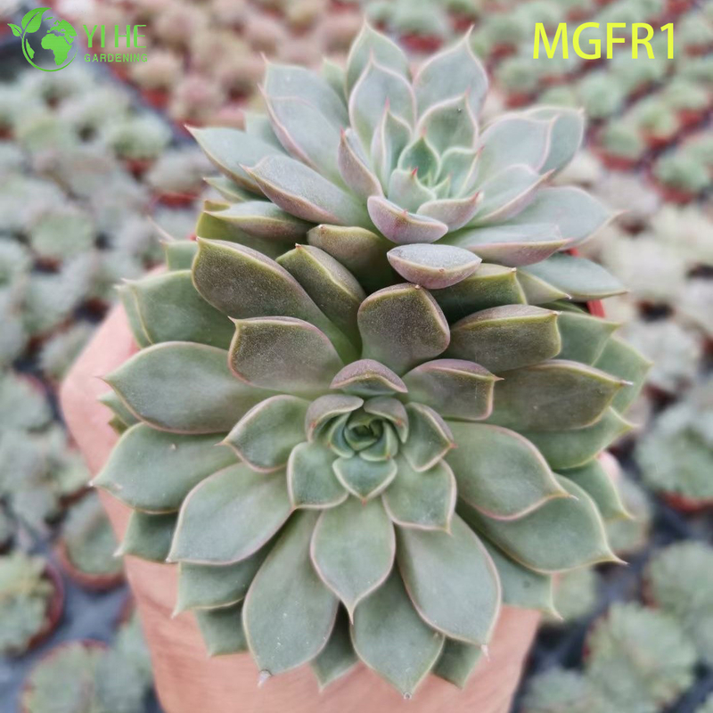 Wholesale Echeveria Madame Rose Live Succulent Lotus Plant Bonsai