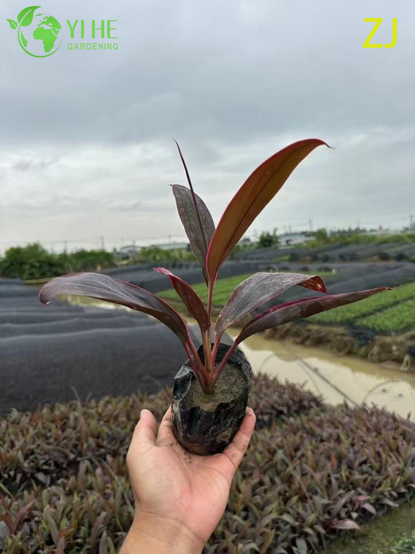 Wholesale Hot Pink Cordyline Ti Plant Live Tropical Foliage Bonsai
