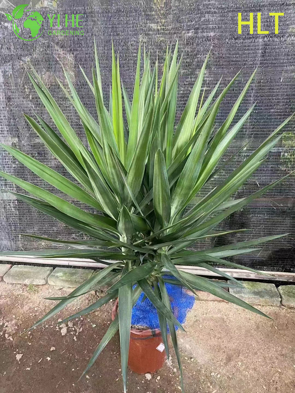 Wholesale Multi-Stem Yucca Cane Tree Live Indoor Houseplant Bonsai