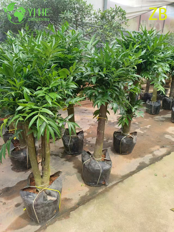 Wholesale Buddhist Pine Podocarpus Live Evergreen Specimen Tree Bonsai