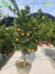 Wholesale Potted Orange Tree Live Fruiting Edible Citrus Plant Bonsai