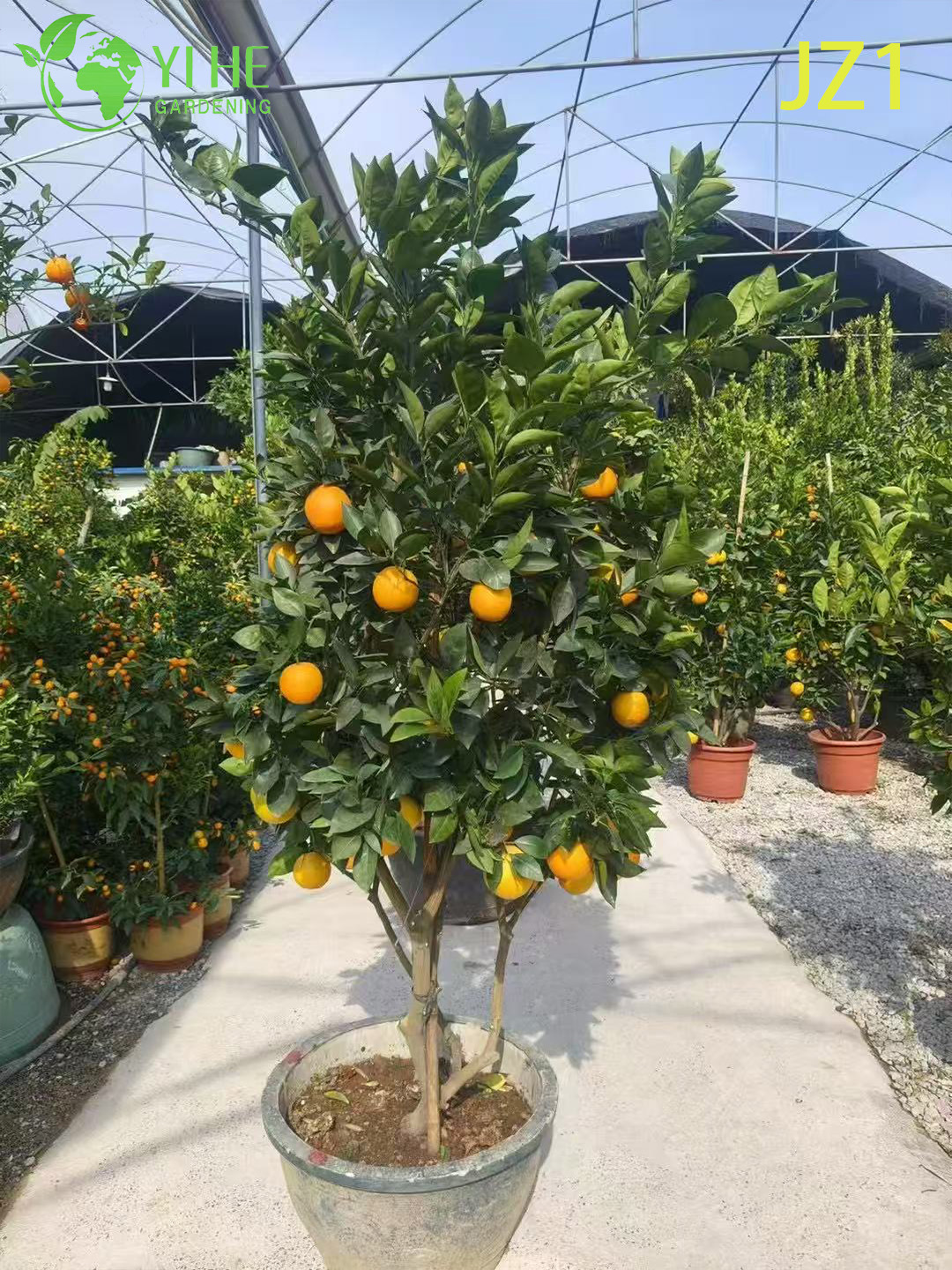 Wholesale Potted Orange Tree Live Fruiting Edible Citrus Plant Bonsai