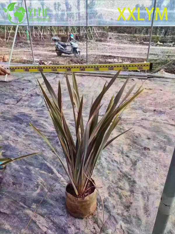 Wholesale Bronze New Zealand Flax Live Architectural Phormium Plant Bonsai