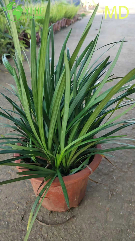 Wholesale Variegated Liriope Lilyturf Live Flowering Groundcover Bonsai