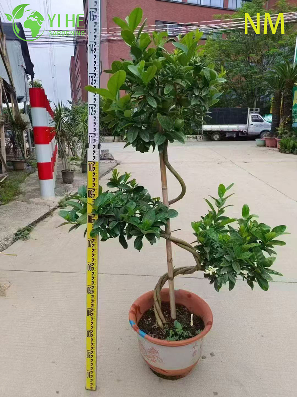 Wholesale Lemon Patio Tree Standard Live Fruiting Citrus Plant Bonsai
