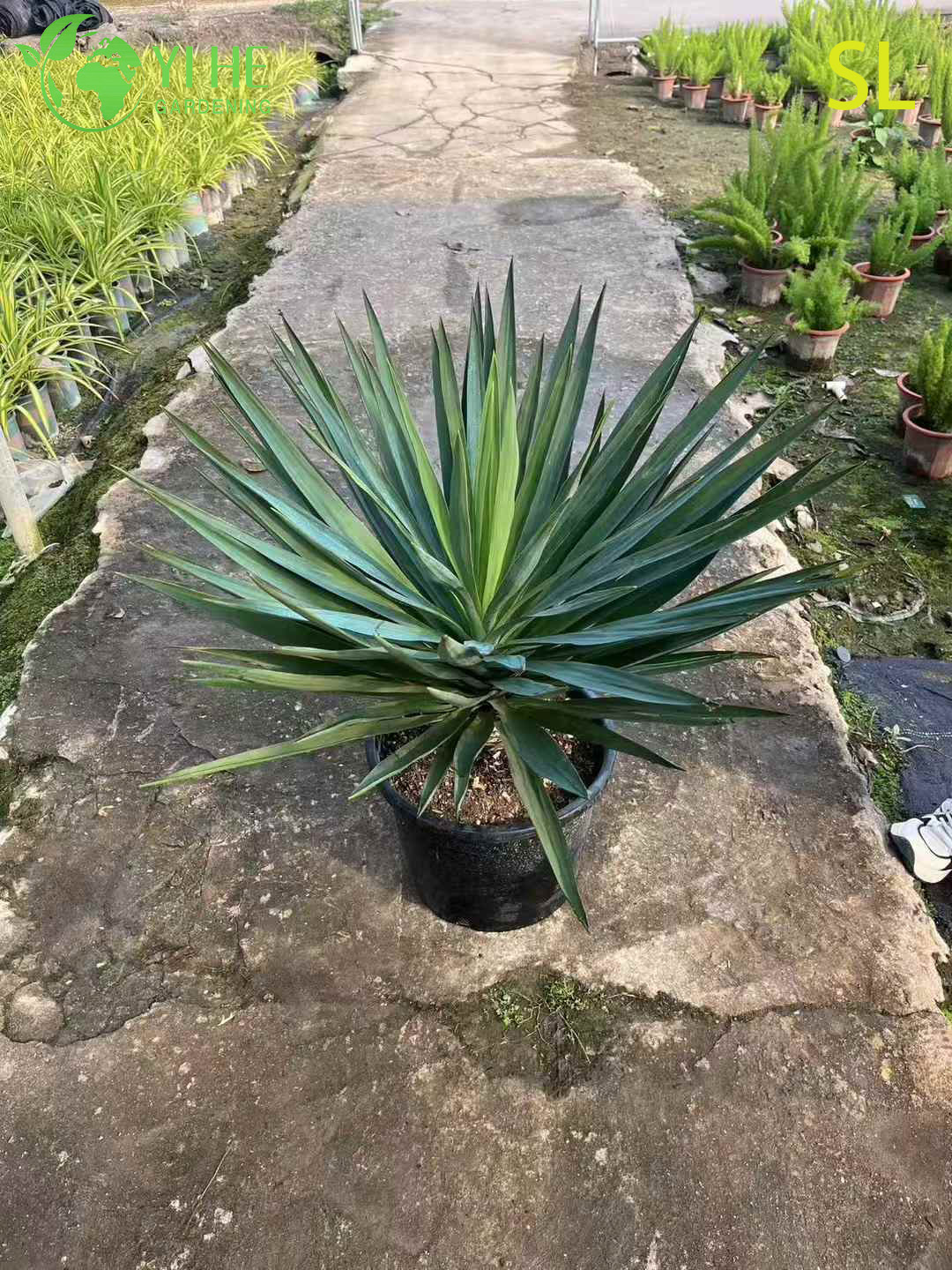 Wholesale Architectural Yucca Live Rosette Landscaping Plant Bonsai