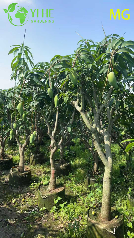 Grafted Live Mango Indica Tree with Sweet Tropical Golden Fruits Bonsai