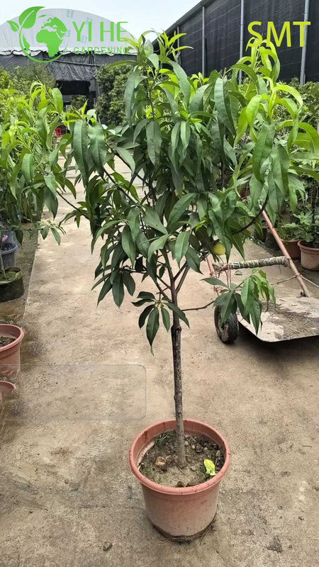 Prunus Persica Honey Peach Tree with Juicy Sweet Aromatic Fruit Bonsai