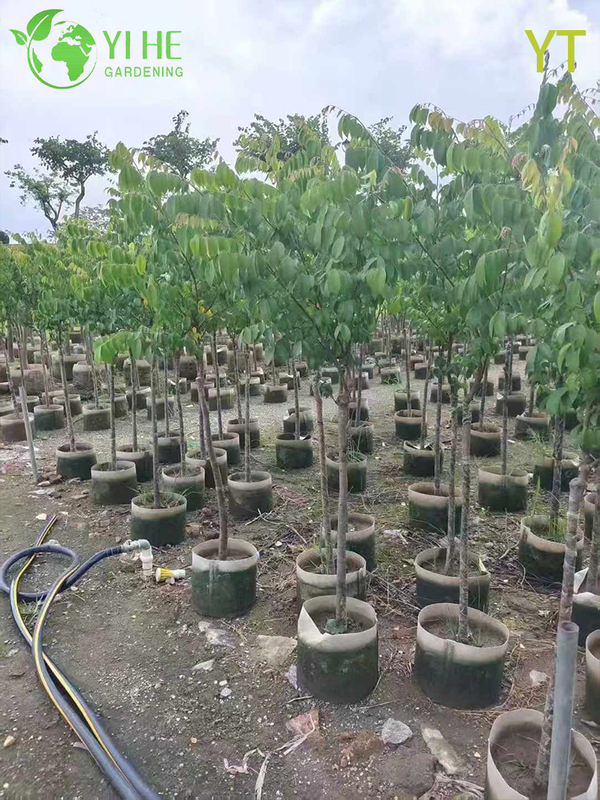 Live Star Fruit Carambola Tree with Sweet Star-Shaped Fruit Averrhoa Carambola Bonsai