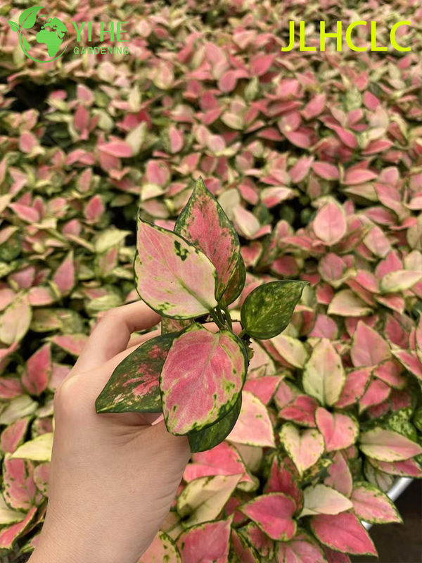 Aglaonema Auspicious RedRed Chinese EvergreenColorful Foliage PlantGood Fortune Plant Seedlings