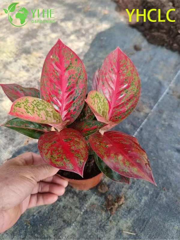 Wholesale Aglaonema Fireworks Live Chinese Evergreen Starter Plug Seedlings