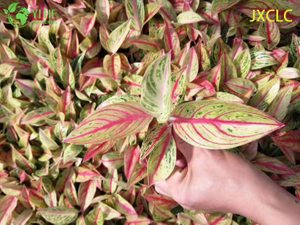 Wholesale Aglaonema Golden Star Live Chinese Evergreen Starter Plug Seedlings