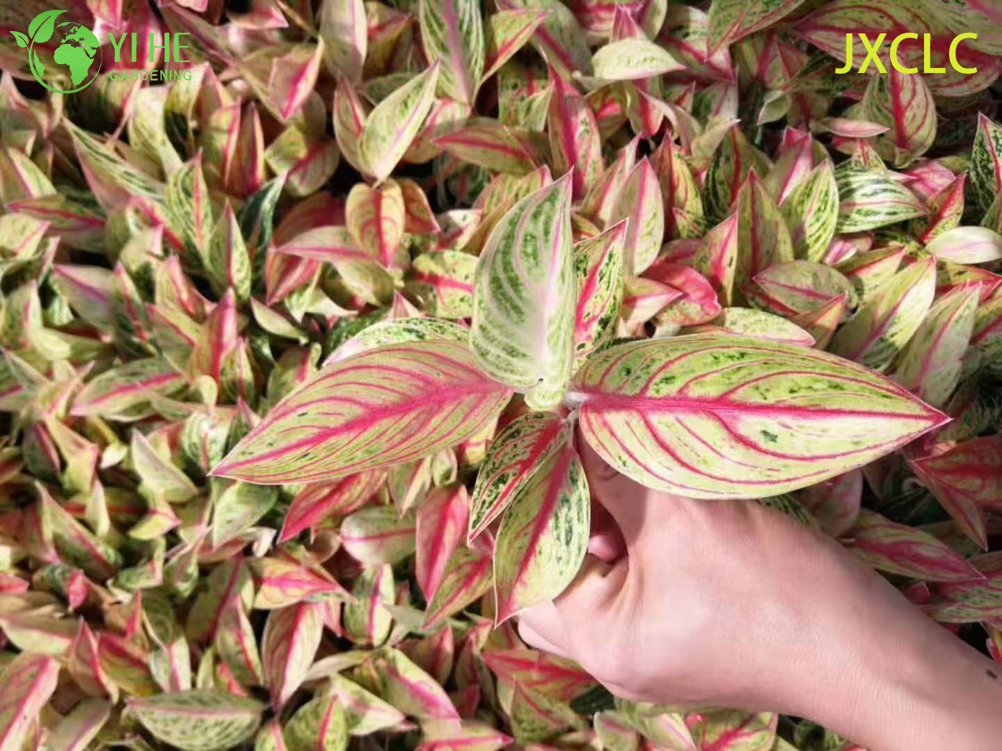 Wholesale Aglaonema Golden Star Live Chinese Evergreen Starter Plug Seedlings
