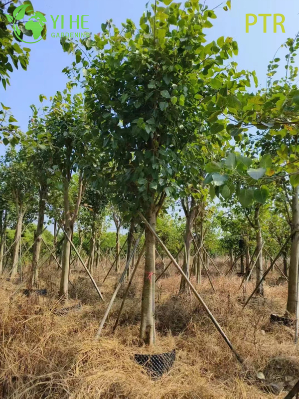 Sacred Bodhi Tree Ficus Religiosa for Temple Garden Landscaping Tree