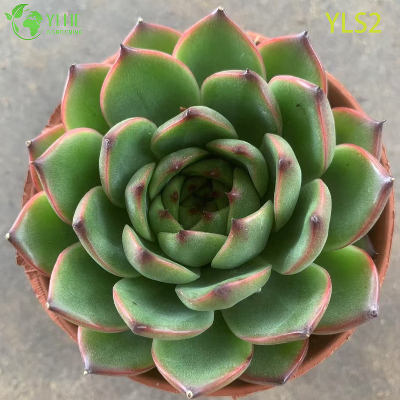 Wholesale Echeveria Taurus Live Korean Hybrid Succulent Plant Bonsai