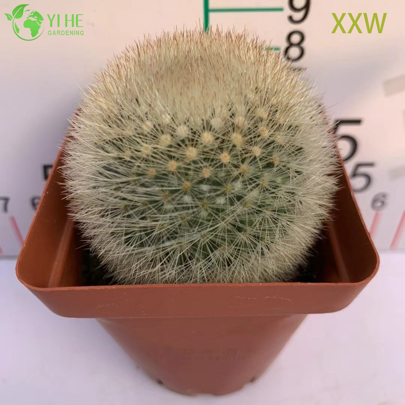 Live Red Spine Mammillaria Cactus Wholesale Mammillaria Spinosissima Bonsai
