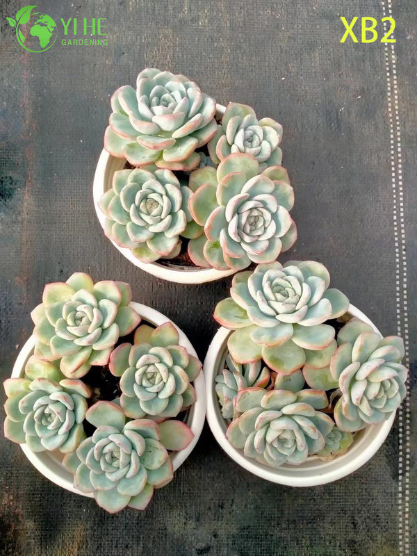 Wholesale Echeveria Pink Champagne Live Korean Hybrid Succulent Bonsai