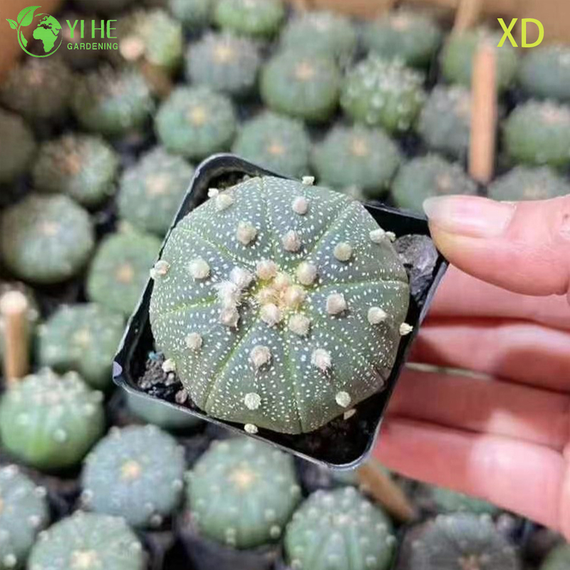 Wholesale Astrophytum Asterias Star Cactus Live Spineless Plant Bonsai