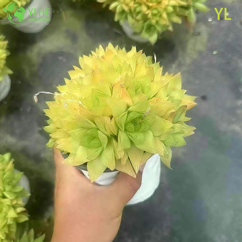 Live Purple Colored Haworthia Yulu Crystal Succulent Plant Wholesale Bonsai