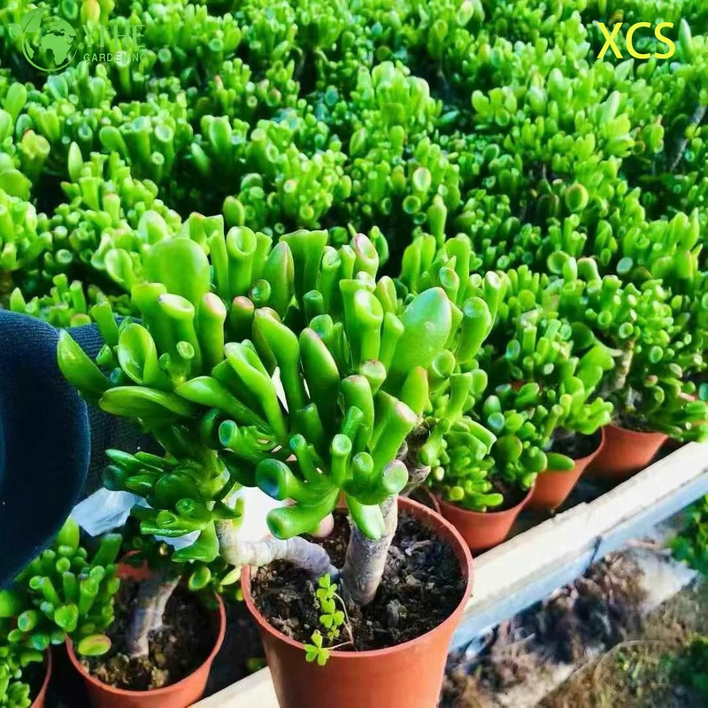 Wholesale Crassula Ovata Hobbit Jade Live Succulent Plant Bonsai
