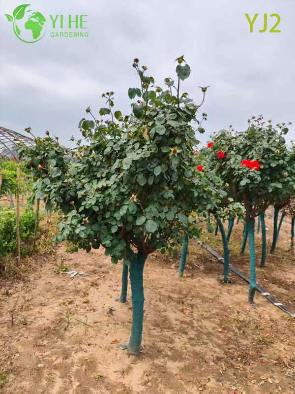 Wholesale Red Standard Rosa Chinensis Tree for Garden Landscaping Bonsai