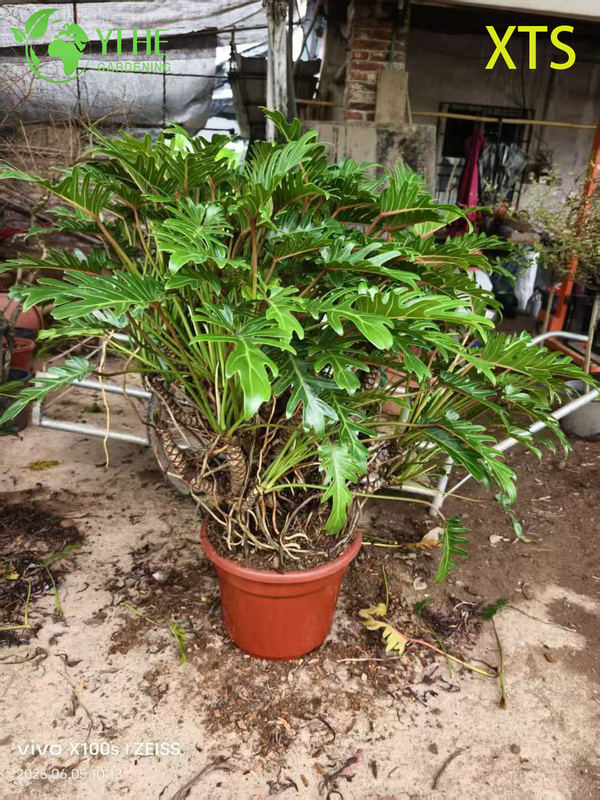 Wholesale Philodendron Selloum Hope Live Tropical Houseplant Bonsai