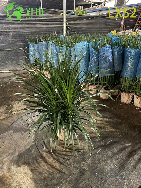Wholesale Dracaena Fragrans 'Massangeana' Live Plants for Indoor Home Decor Bonsai