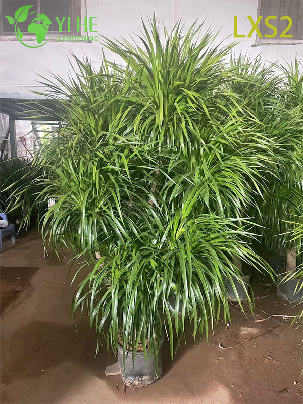 Wholesale Dracaena Draco Tree, Live Mature Dragon Blood Tree for Export Bonsai