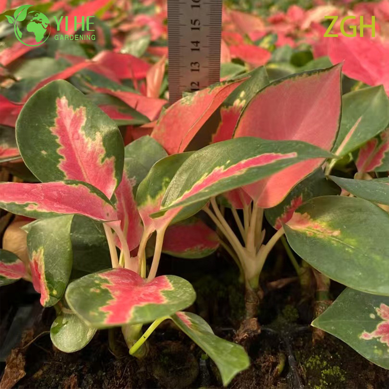 Aglaonema China Red Seedling Indoor Plant Tropical Evergreen Decorative Foliage Air Purifying