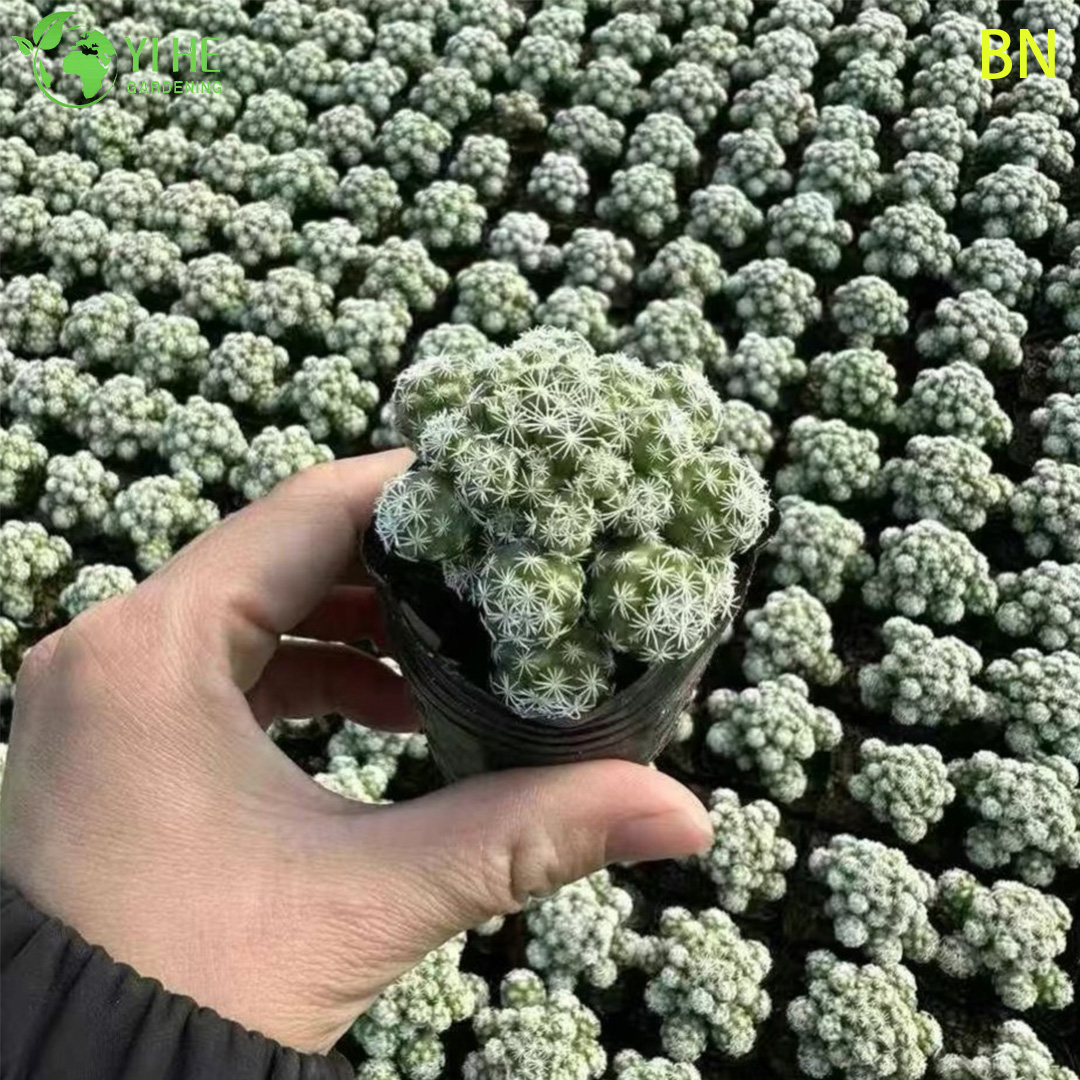 Wholesale White Thimble Cactus Live Mini Plant Clump Decor Bonsai