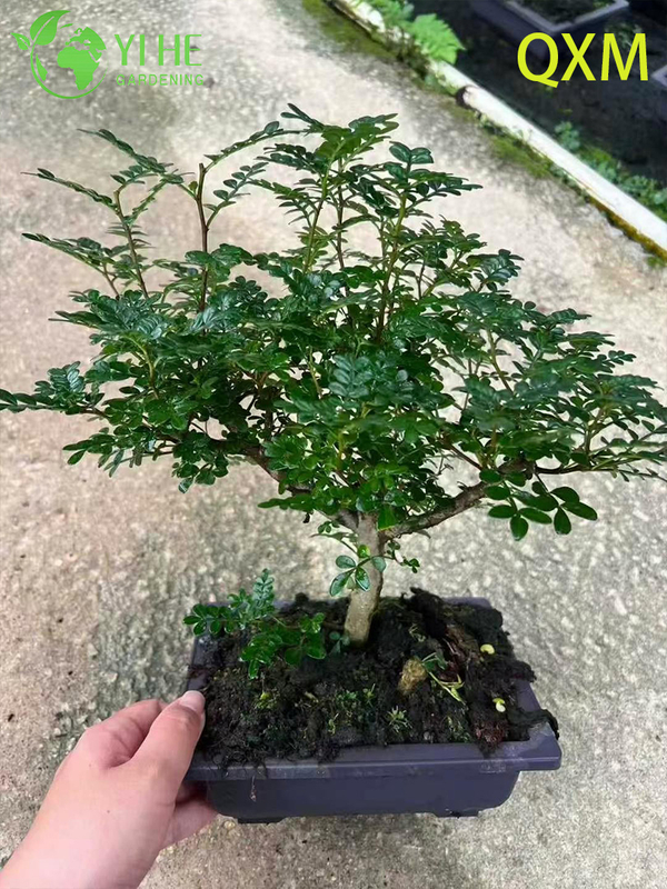 Pistacia Weinmannifolia, Fragrant Ornamental Bonsai Tree for Indoor & Outdoor