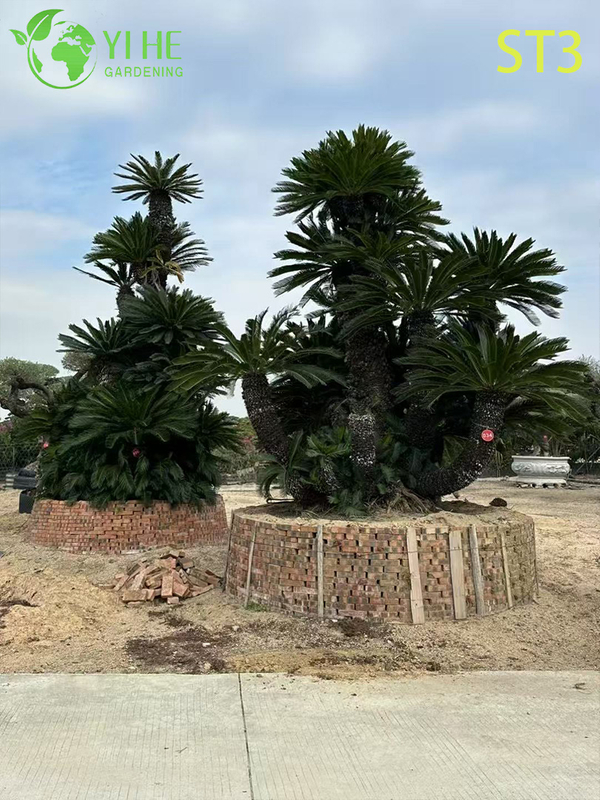 Ornate Multi - trunked Cycas Revoluta, Evergreen Tropical Ornamental Plant