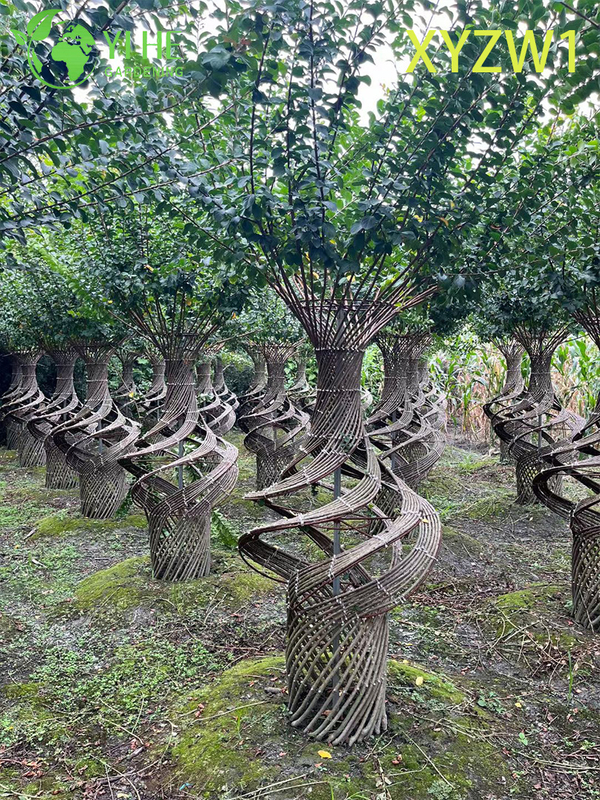 Ornamental Lagerstroemia parviflora, Vase - shaped Topiary Tree, Flowering Garden Decor Plant