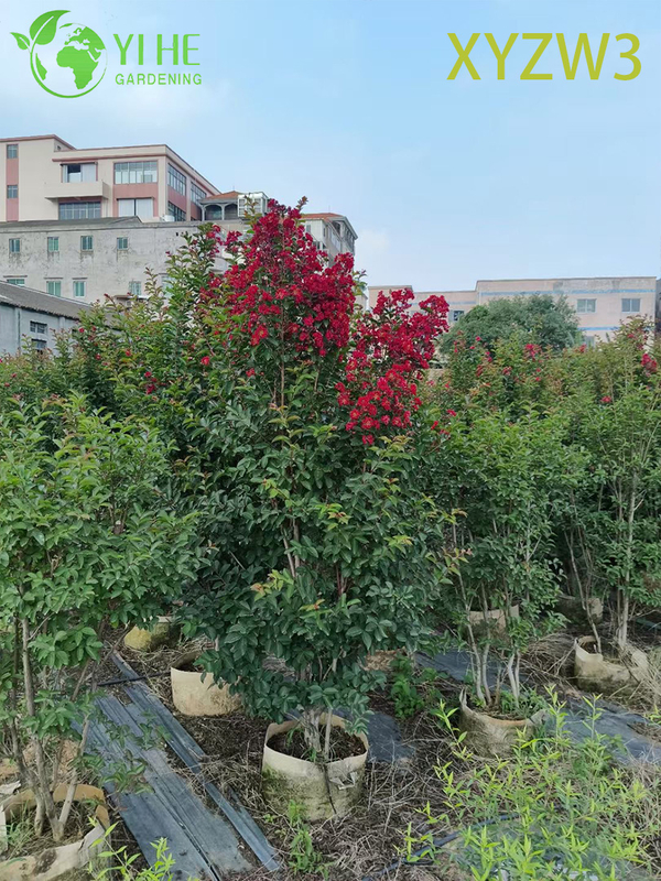 Ornamental Lagerstroemia parviflora Tree, Red - flowering Garden Specimen Plant