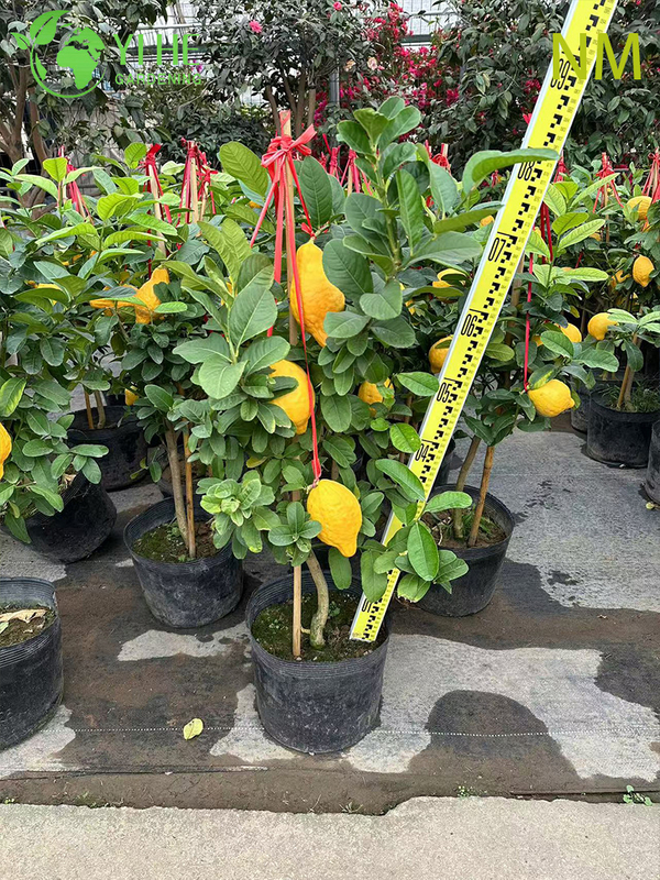 Potted Dwarf Lemon Tree, Indoor Outdoor Citrus Australasica for Sale