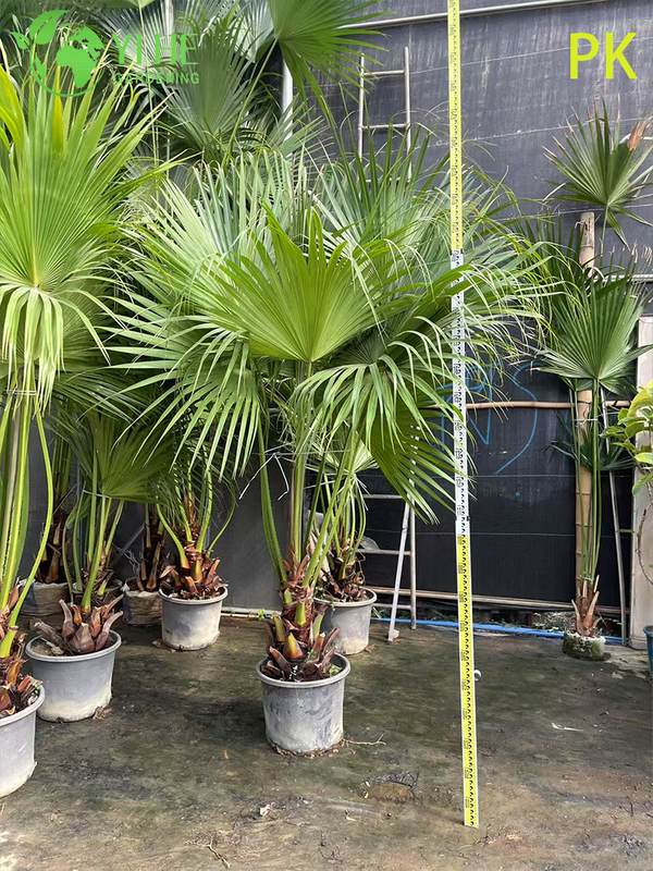 Livistona Chinensis Palm Tree, Evergreen Ornamental Plant for Garden & Landscape