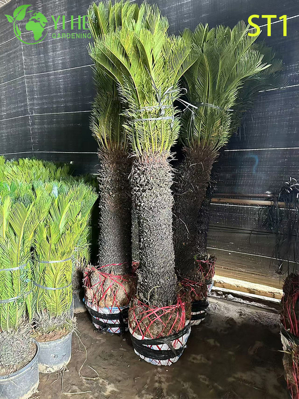 Cycas Revoluta, Evergreen Ornamental Sago Palm for Indoor & Outdoor Plant