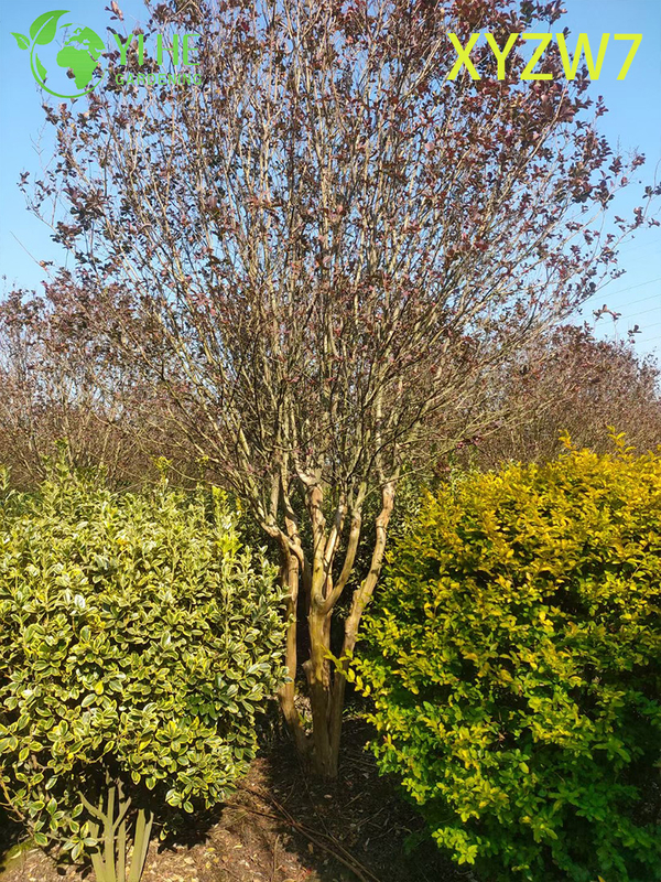 Multi - trunk Lagerstroemia Tree, Flowering Garden Specimen Plant