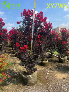 Ornamental Purple - leaf Lagerstroemia parviflora, Red - flowering Potted Plant