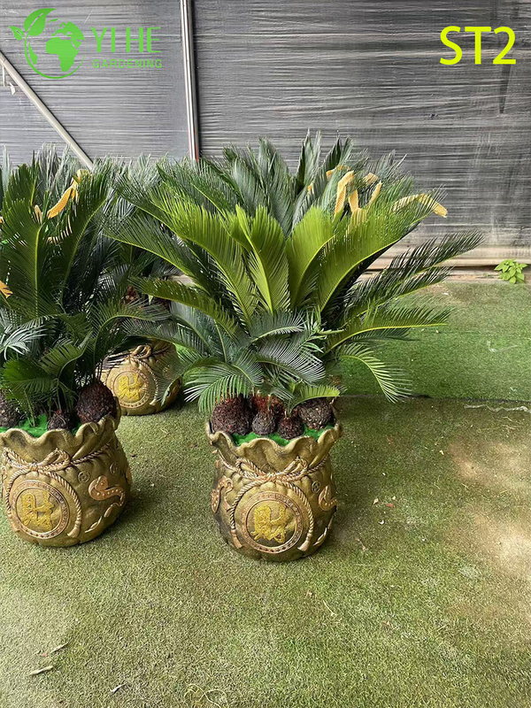 Multi - trunked Cycas Revoluta Bonsai, Evergreen Ornamental Sago Palm