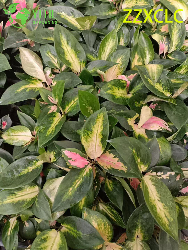 Wholesale Export Spider-Man Aglaonema Seedlings | Tropical Ornamental Foliage Seedlings