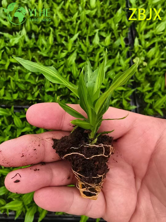 Wholesale Export Straight-Stem Gold-Center Foliage Seedlings | Tropical Ornamental Plants