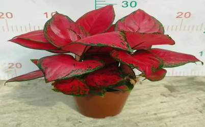 Aglaonema Care 101: The Perfect Houseplant for Beginners