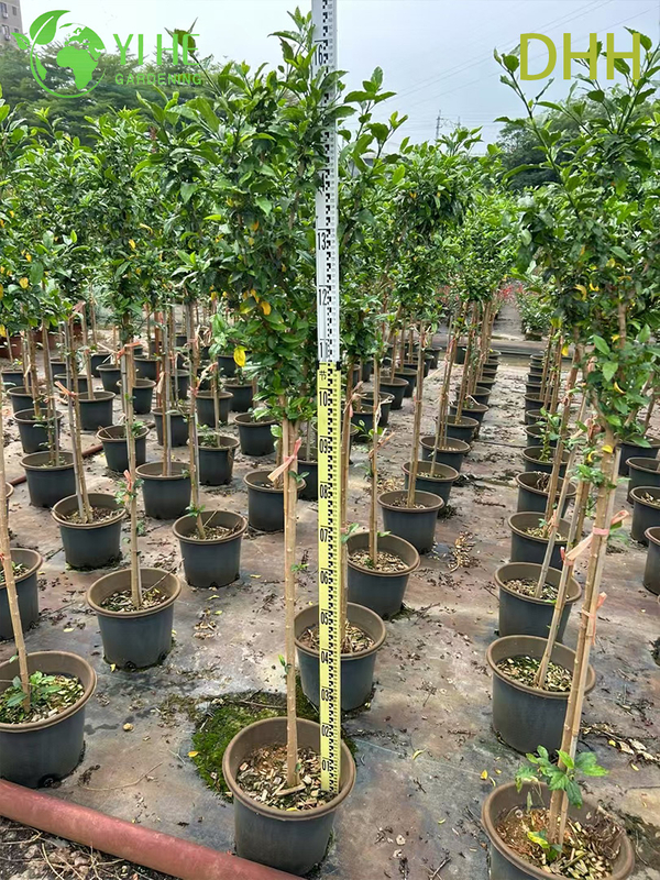 Live Red Tropical Hibiscus Tree Standard Flowering Garden Plant