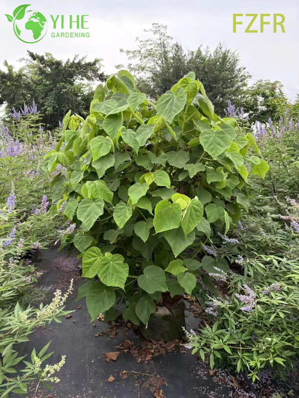 Flowering Dombeya wallichii, Ornamental African Tuliptree Shrub Plant