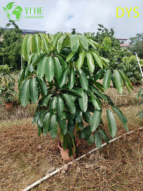 Live Green Umbrella Tree Schefflera Evergreen Indoor Bonsai Plant