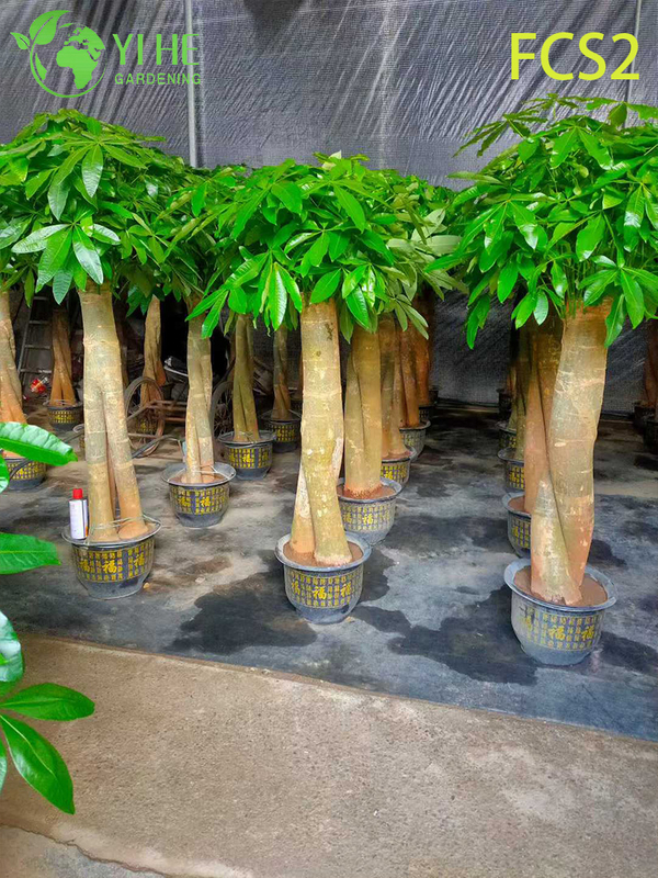 Large - sized Pachira macrocarpa with Thick Trunks, Lush Foliage for Decoration, Prosperity - bringing Money Tree