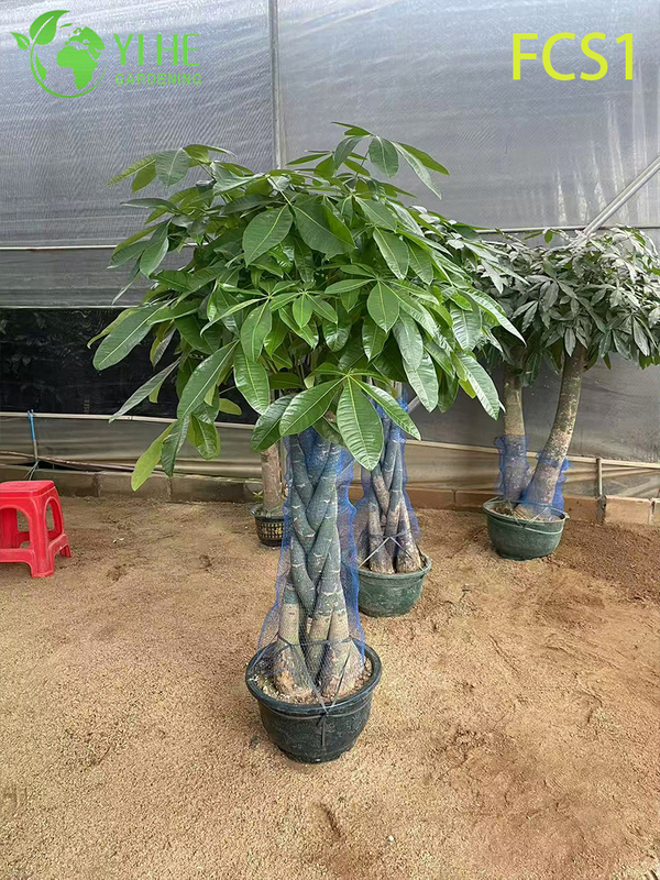 Braided Trunk Pachira macrocarpa for Indoor Decoration, Lucky Money Tree with Lush Green Leaves