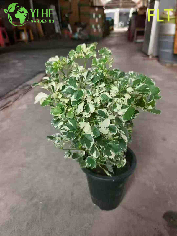 Variegated Polyscias Bonsai - Indoor Evergreen Ornamental Plant