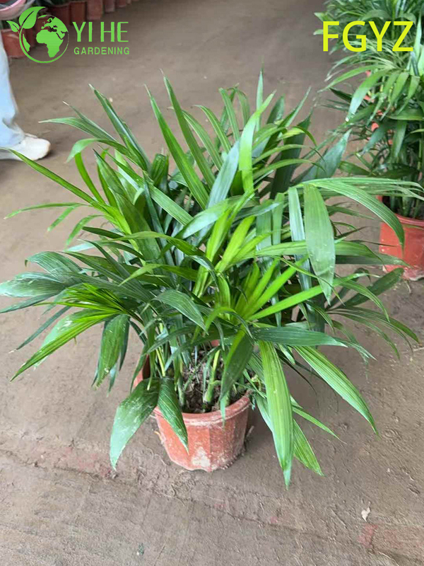 Evergreen Howea Belmoreana Palm - Indoor Ornamental Plant for Home & Office